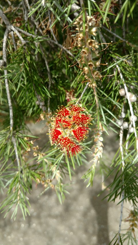 Callistemon brachyandrus plantplacesimage20161223_123309.jpg