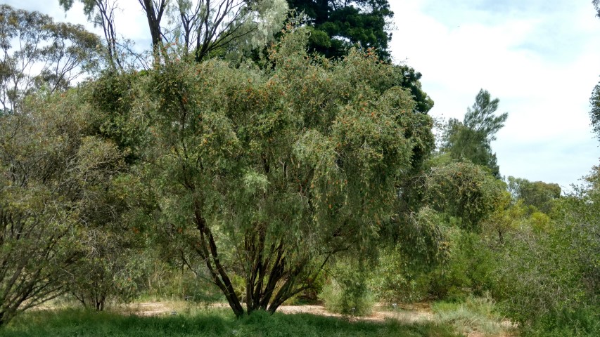 Callistemon brachyandrus plantplacesimage20161223_123324.jpg