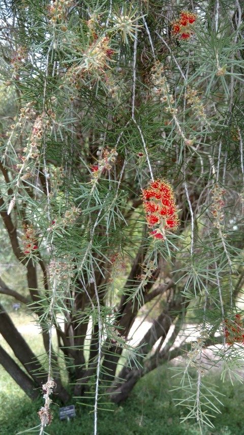 Callistemon brachyandrus plantplacesimage20161223_123356.jpg