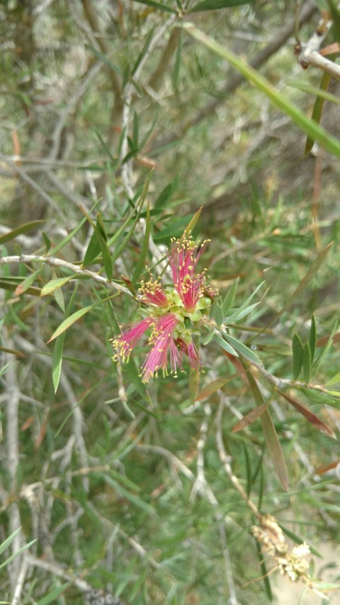 Callistemon rugulosus plantplacesimage20161223_123511.jpg