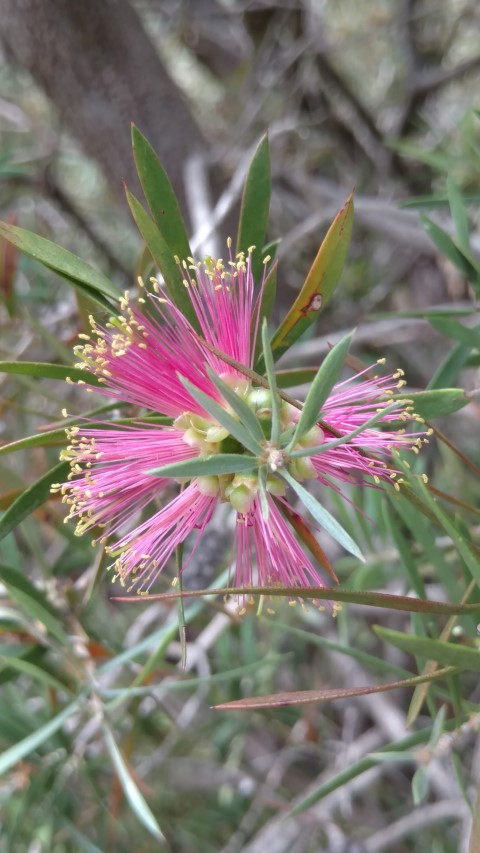 Callistemon rugulosus plantplacesimage20161223_123526.jpg