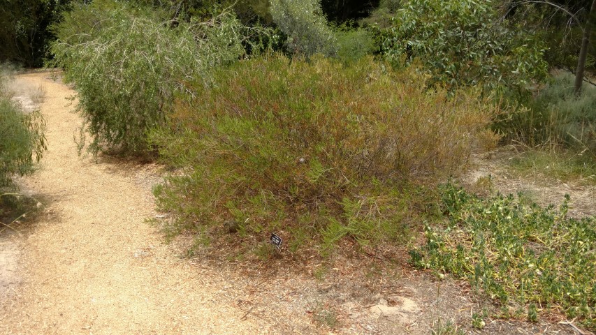 Acacia lineata plantplacesimage20161223_123903.jpg