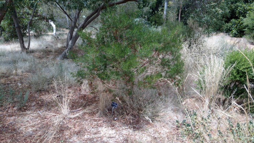 Dodonaea subglandulifera plantplacesimage20161223_124146.jpg