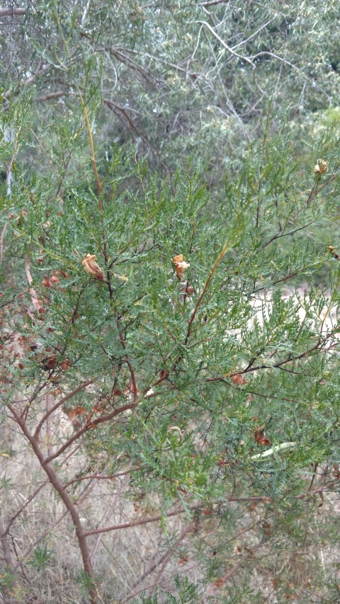 Dodonaea subglandulifera plantplacesimage20161223_124216.jpg