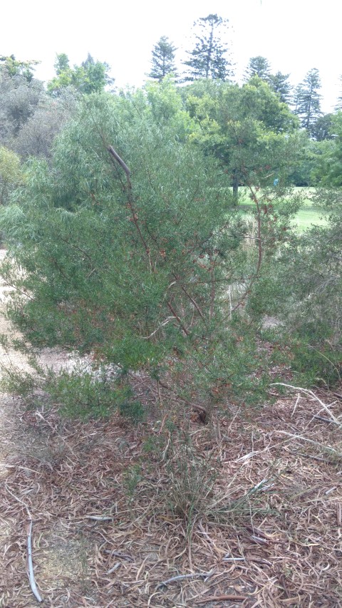 Dodonaea subglandulifera plantplacesimage20161223_124231.jpg