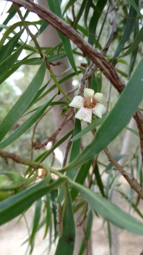 Eremophila bignoniflora plantplacesimage20161223_124621.jpg