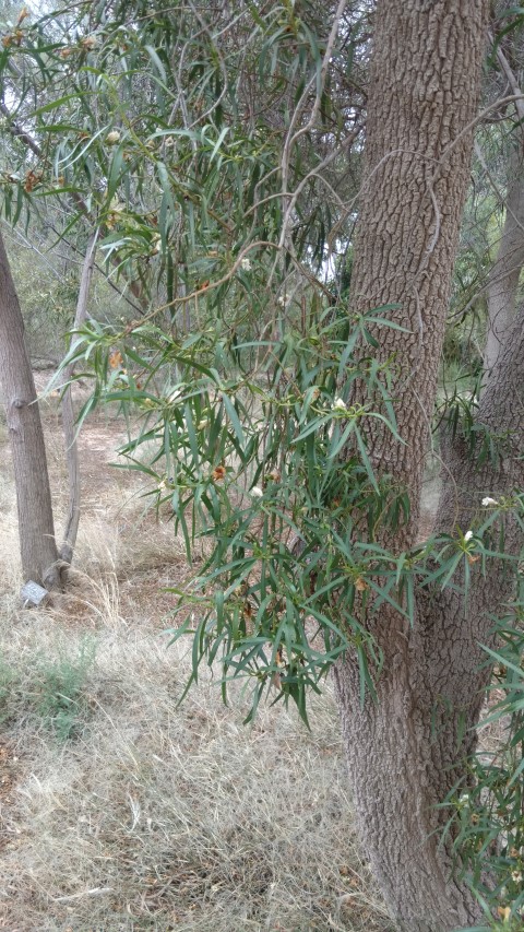 Eremophila bignoniflora plantplacesimage20161223_124652.jpg