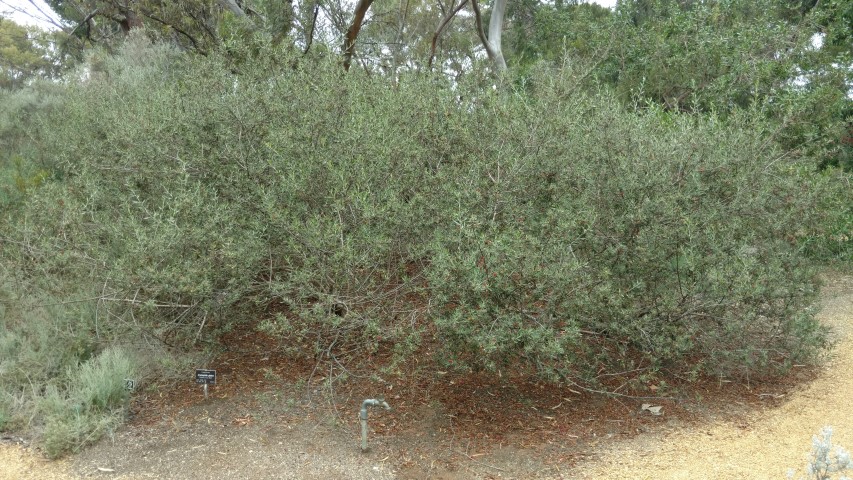 Eremophila glabra plantplacesimage20161223_124952.jpg