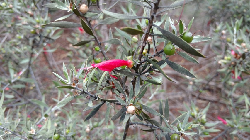 Eremophila glabra plantplacesimage20161223_125014.jpg