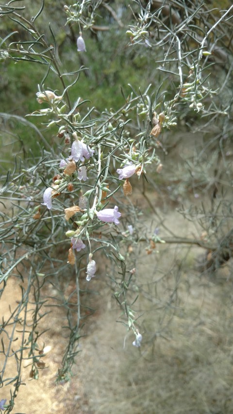 Eremophila scoparia plantplacesimage20161223_125309.jpg