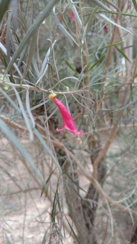 Eremophila youngii plantplacesimage20161223_125401.jpg