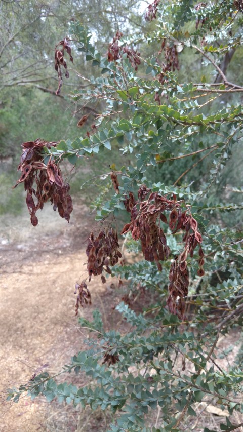 Acacia cultriformis plantplacesimage20161223_125532.jpg