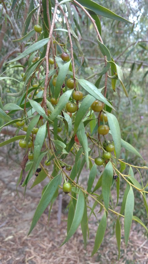 Eremophila santalina plantplacesimage20161223_125952.jpg