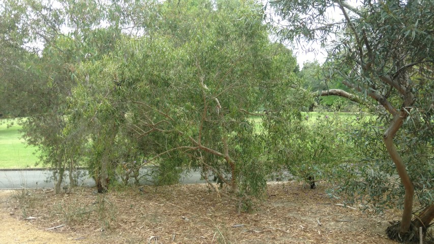 Eremophila santalina plantplacesimage20161223_130007.jpg