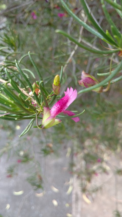 Eremophila alternifolia plantplacesimage20161223_130228.jpg