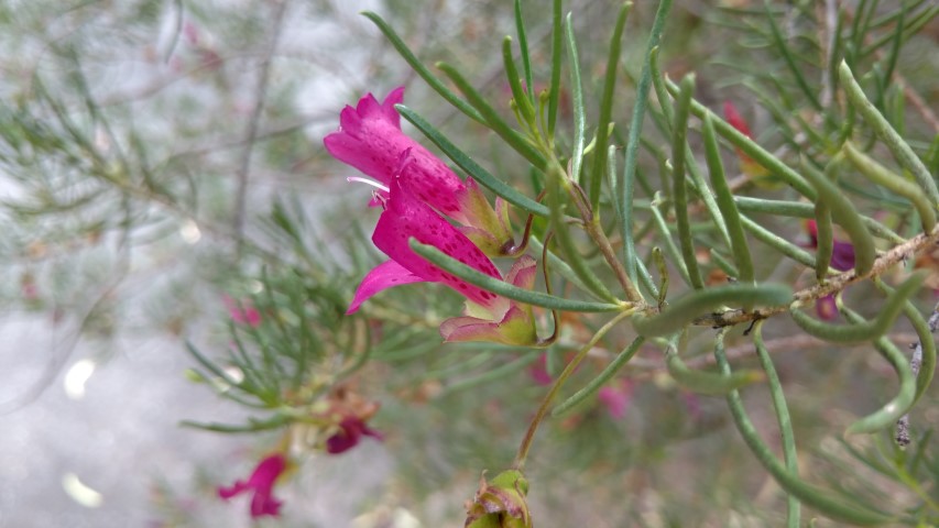 Eremophila alternifolia plantplacesimage20161223_130252.jpg