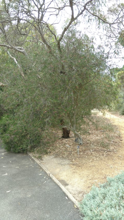 Eremophila alternifolia plantplacesimage20161223_130326.jpg