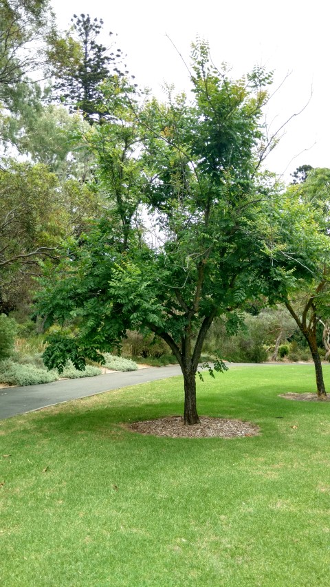 Koelreuteria paniculata plantplacesimage20161223_130358.jpg