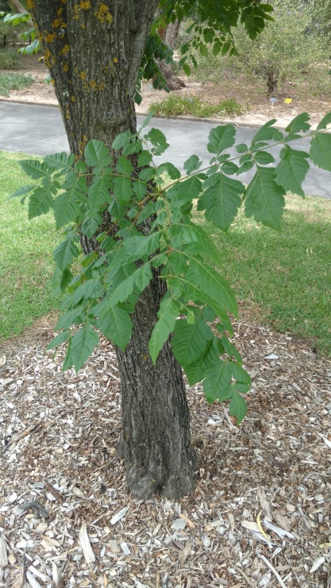 Koelreuteria paniculata plantplacesimage20161223_130421.jpg