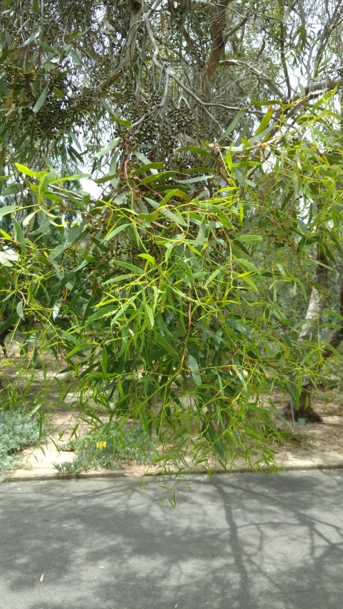 Eucalyptus gracilis plantplacesimage20161223_130543.jpg