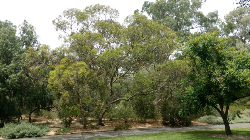 Eucalyptus gracilis plantplacesimage20161223_130600.jpg