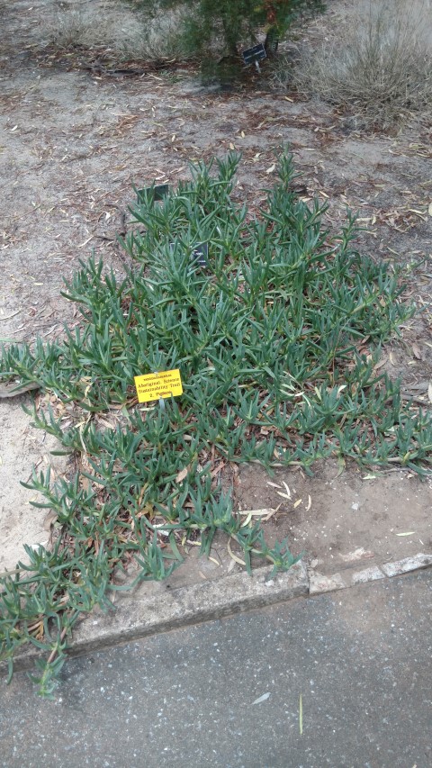 Carpobrotus rossii plantplacesimage20161223_130703.jpg