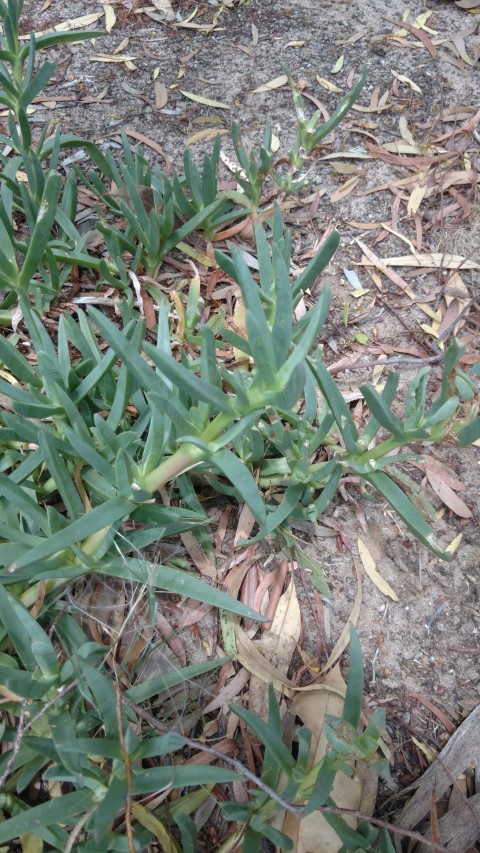 Carpobrotus rossii plantplacesimage20161223_130719.jpg