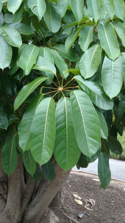 Schefflera actinophylla plantplacesimage20161223_131032.jpg