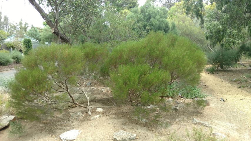 Dodonaea stenozyga plantplacesimage20161223_131130.jpg