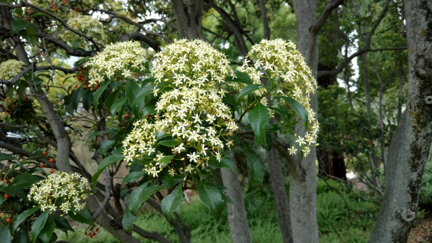 Auranticarpa rhombifolia plantplacesimage20161223_131336.jpg