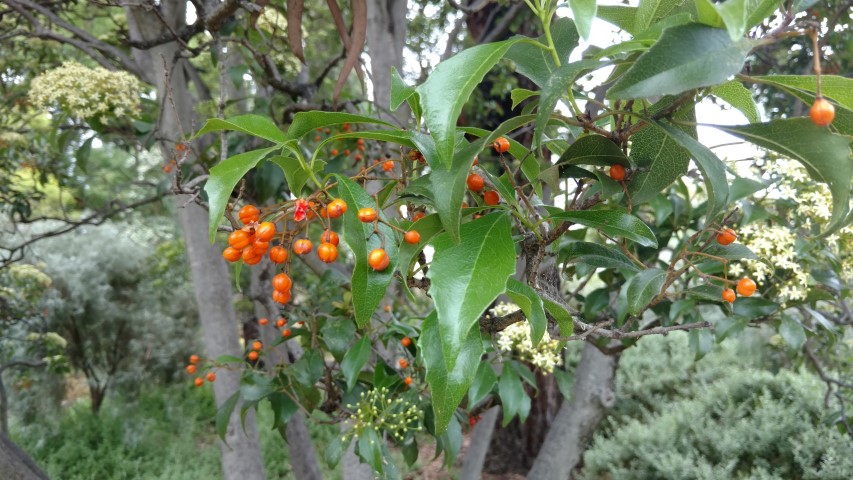 Auranticarpa rhombifolia plantplacesimage20161223_131351.jpg