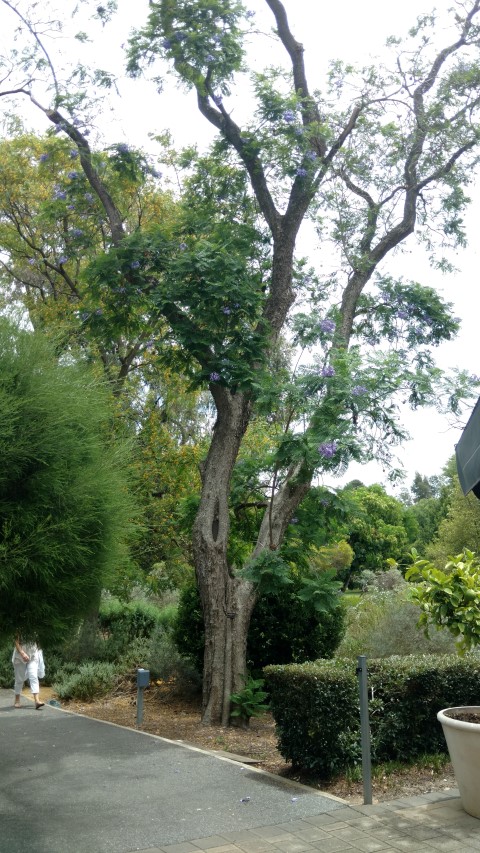 Jacaranda mimosifolia plantplacesimage20161223_133629.jpg