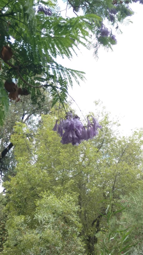 Jacaranda mimosifolia plantplacesimage20161223_133723.jpg