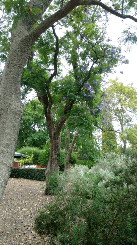 Jacaranda mimosifolia plantplacesimage20161223_133740.jpg