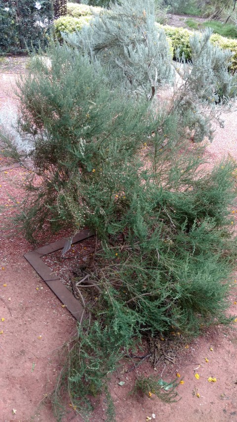 Olearia brachyphylla plantplacesimage20161223_134459.jpg