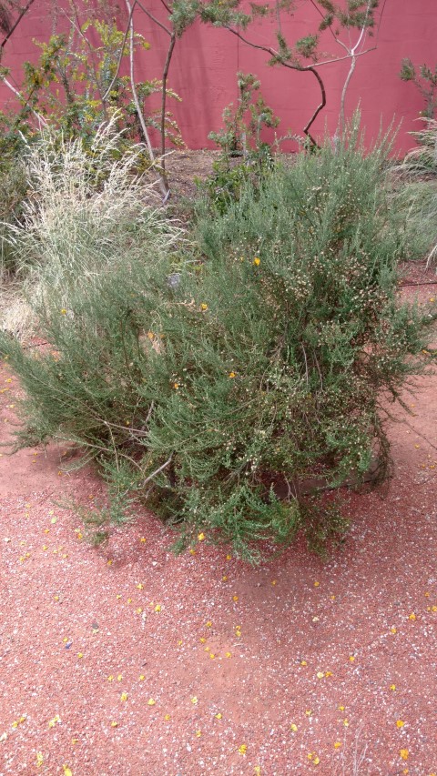 Olearia brachyphylla plantplacesimage20161223_134526.jpg