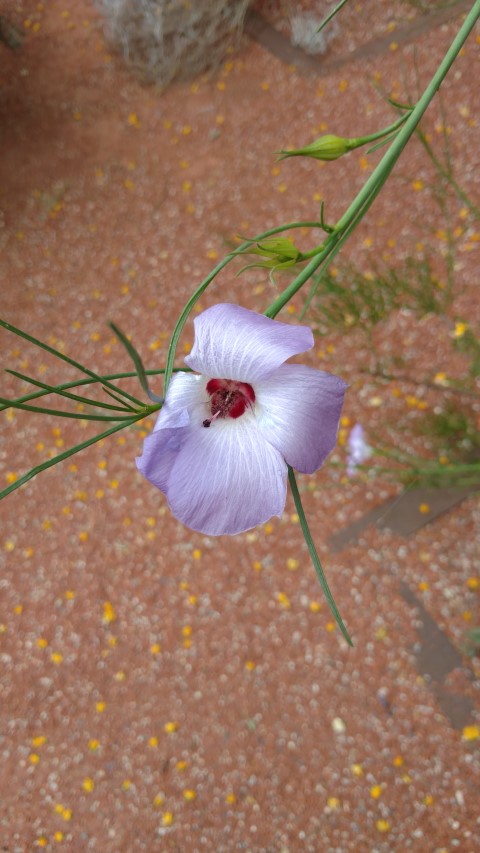 Olearia muelleri plantplacesimage20161223_134623.jpg