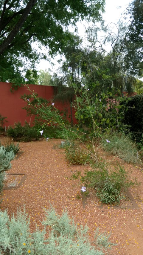 Olearia muelleri plantplacesimage20161223_134645.jpg