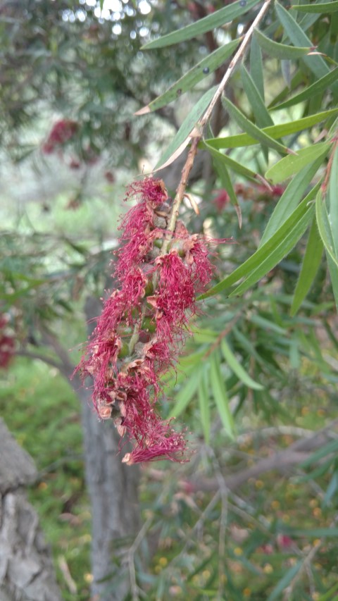 Callistemon viminalis plantplacesimage20161223_135357.jpg