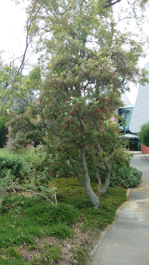 Callistemon viminalis plantplacesimage20161223_135408.jpg