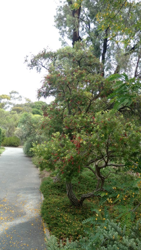 Callistemon viminalis plantplacesimage20161223_135437.jpg