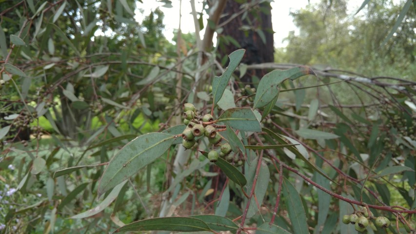 Eucalyptus cooperiana plantplacesimage20161223_135517.jpg