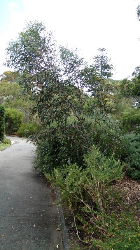Eucalyptus cooperiana plantplacesimage20161223_135527.jpg