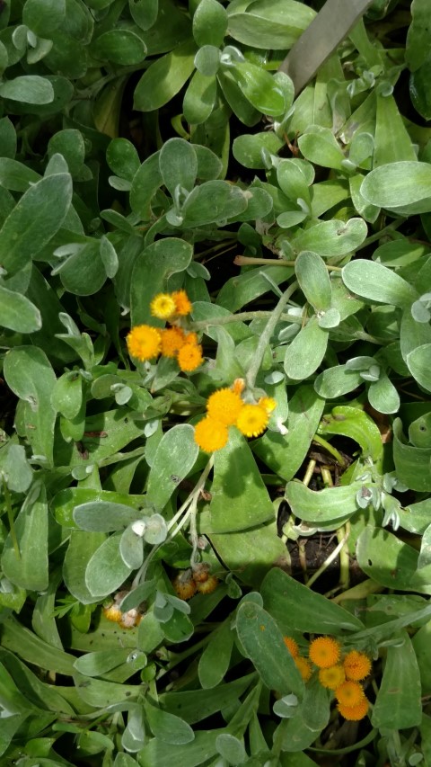 Chrysocephalum apiculatum plantplacesimage20161223_140206.jpg