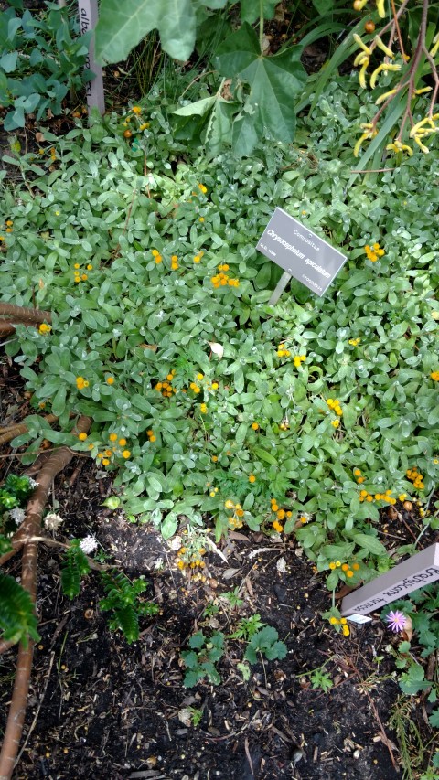 Chrysocephalum apiculatum plantplacesimage20161223_140223.jpg