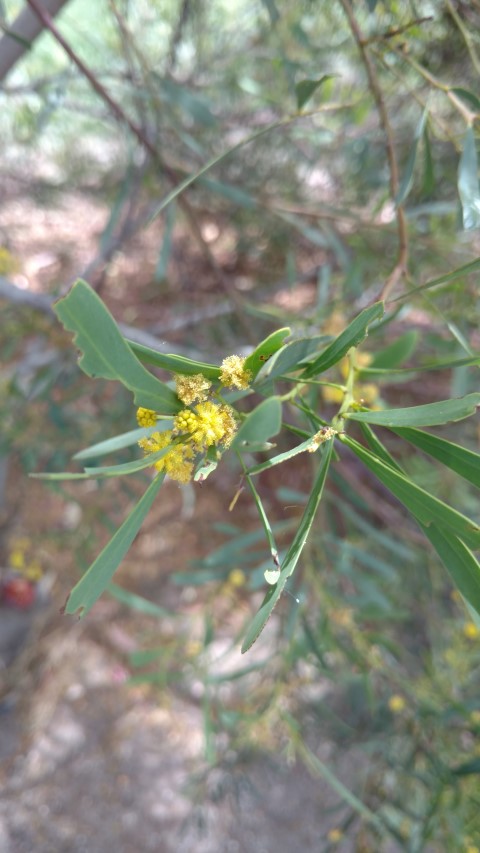 Acacia wattsiana plantplacesimage20161223_140425.jpg