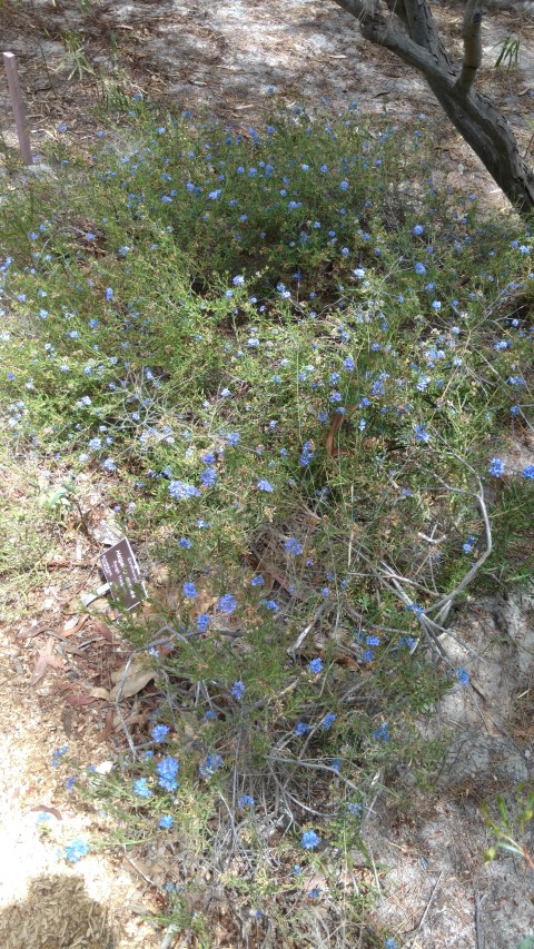 Halgania cyanea plantplacesimage20161223_140825.jpg