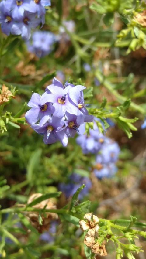 Halgania cyanea plantplacesimage20161223_140844.jpg