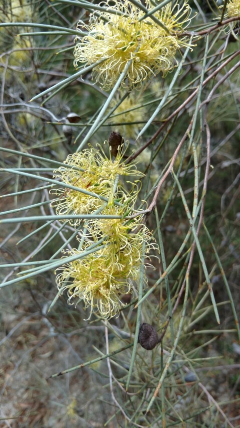 Hakea leucoptera plantplacesimage20161223_140940.jpg