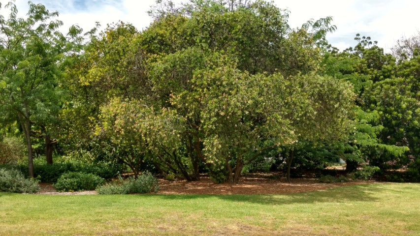 Callistemon citrinus plantplacesimage20161223_141221.jpg